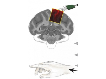Декодирование мозговой активности с помощью ультразвуковой технологии для использования в нейрокомпьютерных интерфейсах